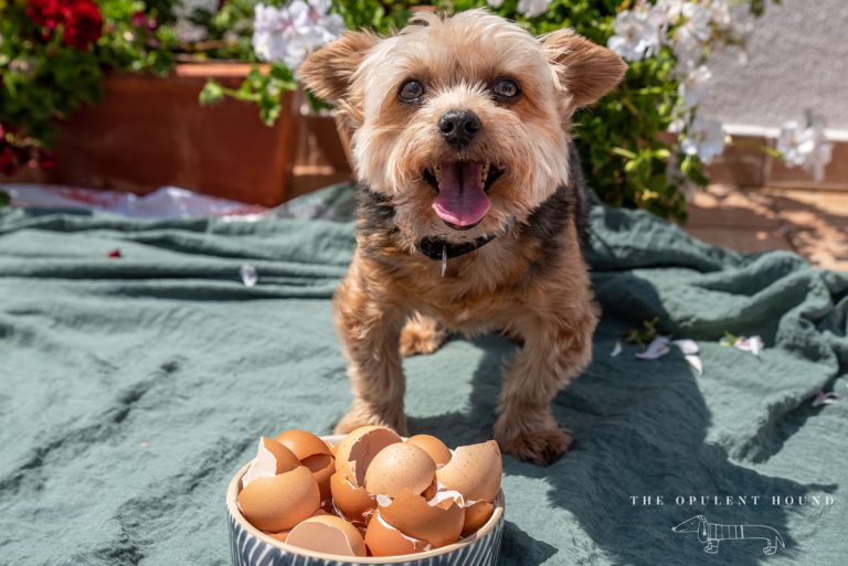 Yorkshire terrier standing in front of a bowl of egg shells.