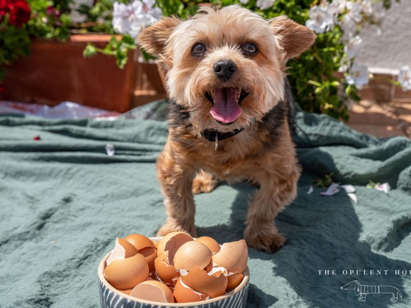 Can Dogs Eat Egg Shells? | The Opulent Hound