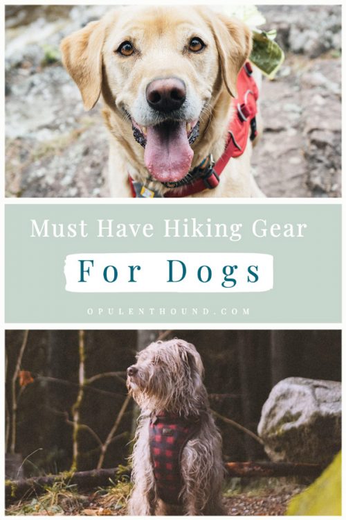 Must Have Hiking Gear for Dogs - The Opulent Hound