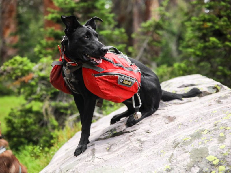 dog hiking gear