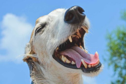 How to Clean Your Dog's Teeth Without Brushing - The Opulent Hound