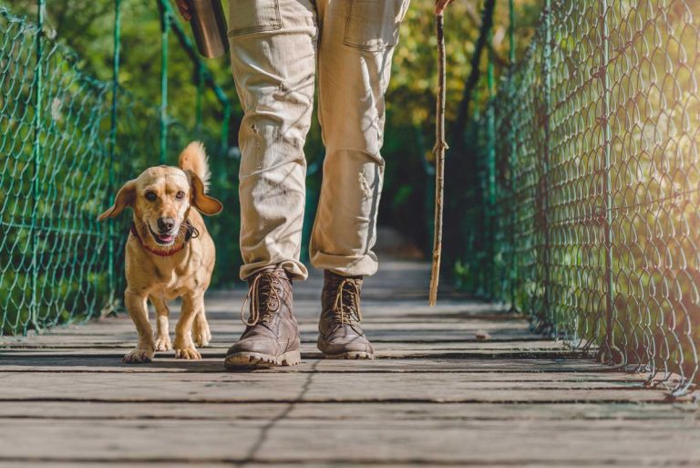 small dogs that like to hike