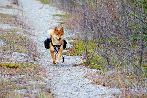 small dogs that like to hike