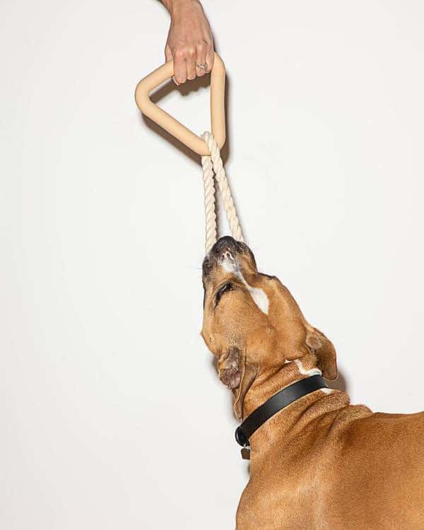 Boxer style dog pulling on tug a tug toy against white background