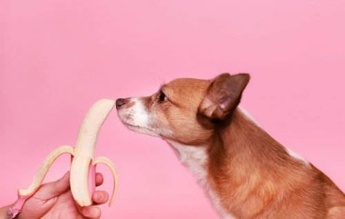 7 Delicious Fruits Dogs Can Eat And Will Love - The Opulent Hound