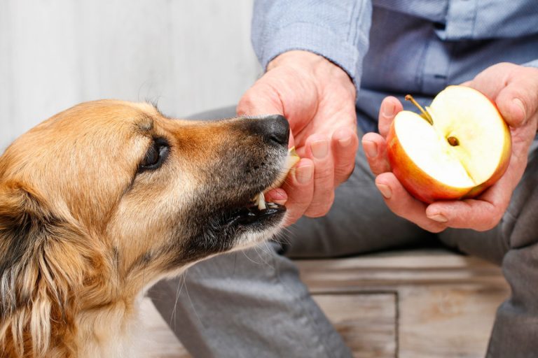 7 Delicious Fruits Dogs Can Eat And Will Love - The Opulent Hound