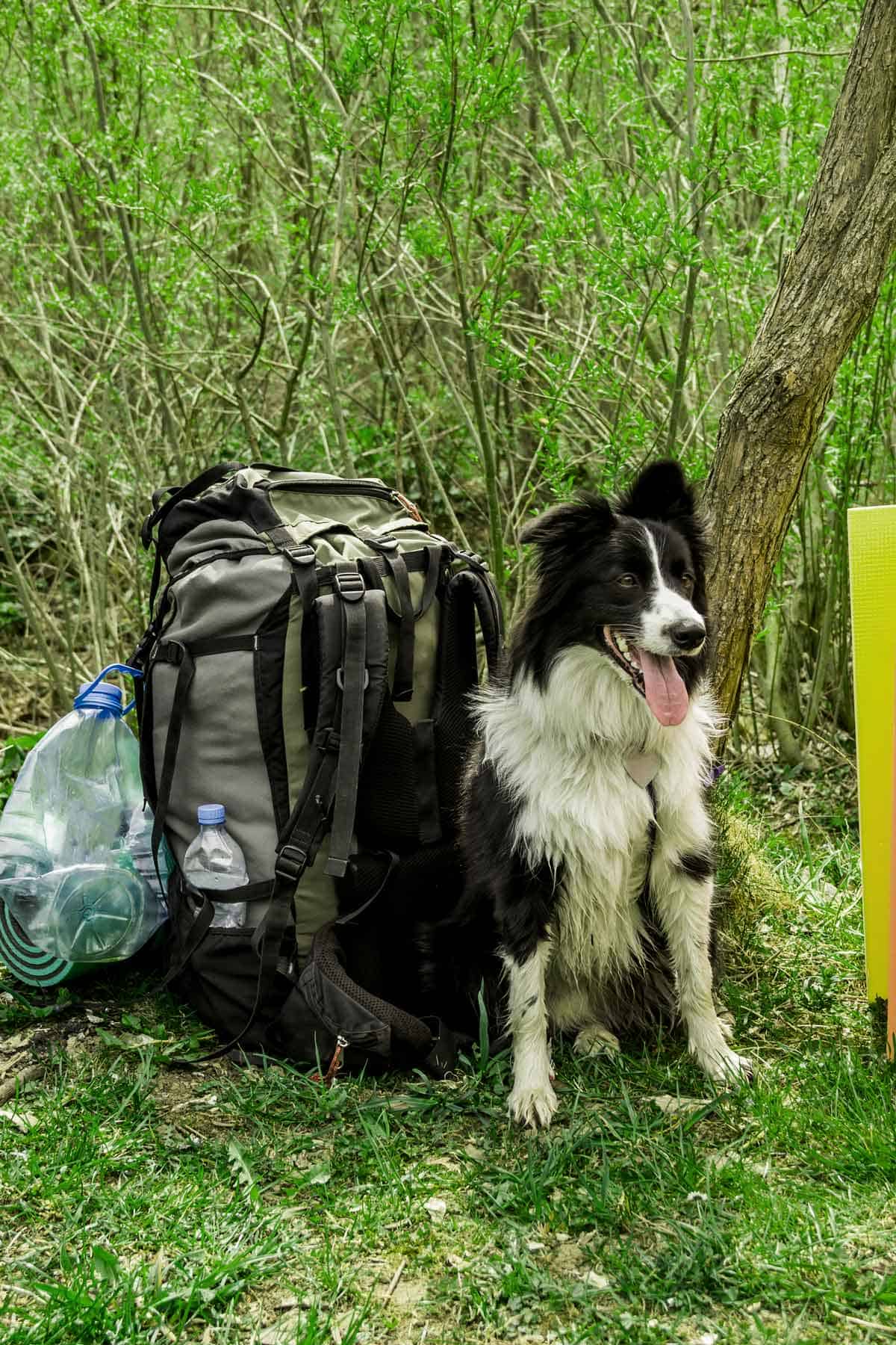 A dirty borded collie sits next to a hiking pack, exemplifying the best breeds for active owners.