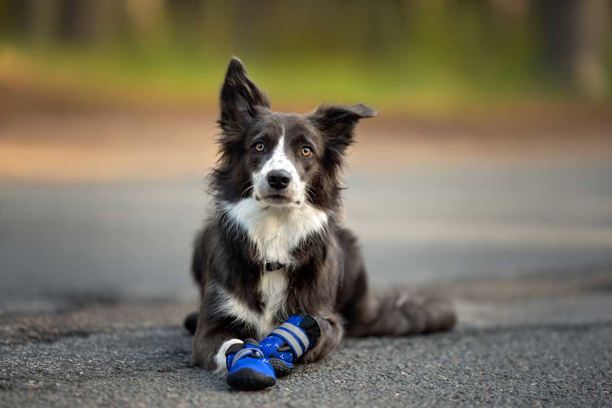Border collie dog laying on  the road wearing blue hiking shoes.