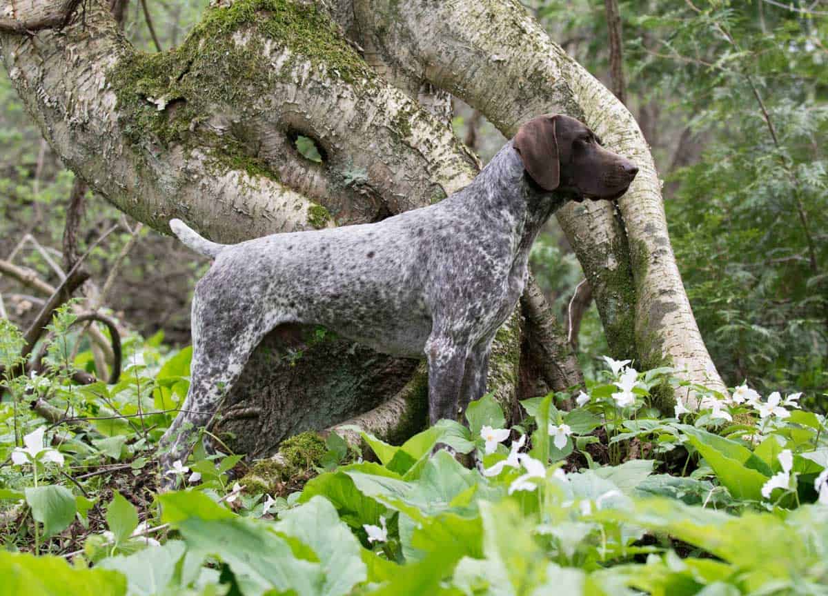A German shorthaired pointer, one of the best dog breeds for hiking off leash, standing in the woods.
