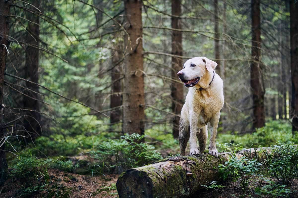 A Labrador retriever hiking in a forest.