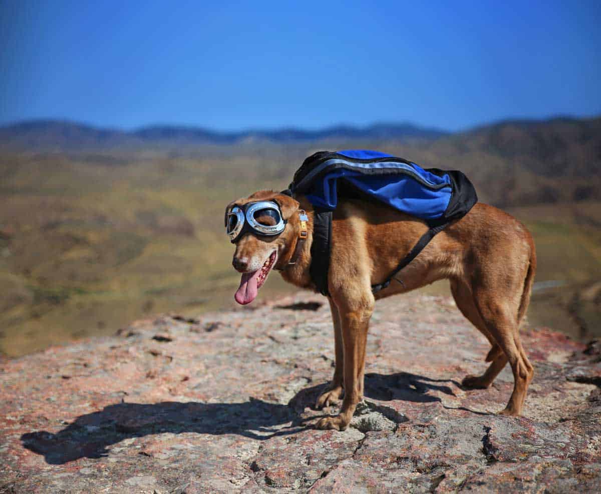 A Vizsla dog, equipped with a backpack and goggles, an ideal breed for active owners who enjoy hiking off leash.